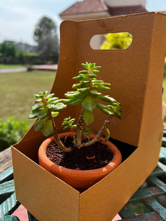 4Pack + Plant (small)
